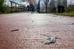 Salamanders dood op fietspad in Leeuwarden, met paddenscherm om de hoek. ‘Het ontbreekt ons aan menskracht’