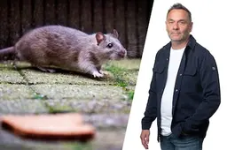 Zie jij weleens ratten op straat voorbijschieten in Schiedam?