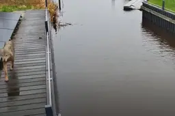 Onrust in Noordoost-Friesland na beelden van mogelijke wolf: ‘Miskien op syk nei in nij leefgebiet?’