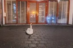 Opmerkelijk gezicht: zwaan zit op de stoep in hartje Rotterdam