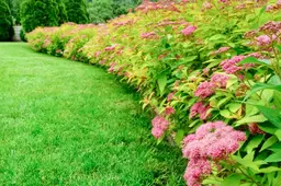 Bye bye buxus? Maar wat planten we dan?