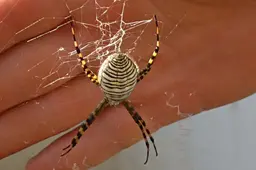 Argiope is vooralsnog onze beste kans in de tuin een loslopende tijger te ontmoeten’ | column Brian Kabbes