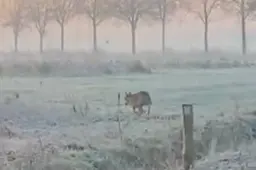 Wolf na jaren terug in de regio? Vanochtend gefilmd in Someren, eerder in Bergeijk. ‘Honderd procent zeker 'n wolf’