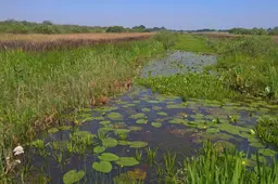 Friese Staten blijven optimistisch over vrijwillige aanpak bij realiseren natuurnetwerk