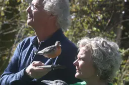 Een boek over de vogelwereld waar mensen doorgaans gedachteloos aan voorbijgaan