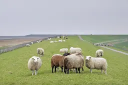 Hoe de schapen na een uitzonderlijk woelige aanloop terugkeerden op de Friese Waddenzeedijken: ‘Der drige in slachfjild’