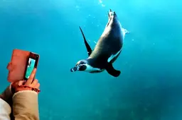 Twee pinguïns van dierentuin Wildlands in Emmen gedood door onbekend roofdier
