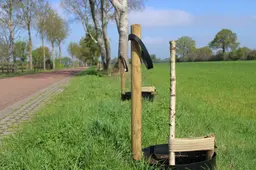 24 pas geplante boompjes omvergetrokken in Steggerda. ‘Wie doet nou zoiets?’