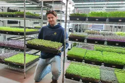 Jorrit produceert 60 kilo microgroenten per week. En die gaan meteen naar de chefs