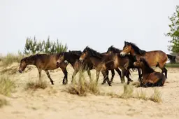Exmoorpony’s Drents-Friese Wold lijken zich aan te passen aan de wolf. Staatsbosbeheer: ‘Niet alle veulens zijn gedood’