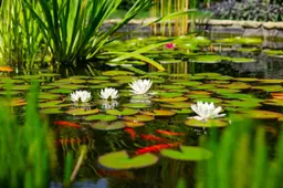 Waterpret voor dier en mens: waarom een vijver in je tuin een goed idee is (en zo leg je hem aan)