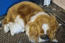 Voorbijganger schrikt zich rot van ‘dode’ hond, totdat politie kijkje neemt