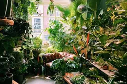 Maak je huis groener: Plantenbieb opent in Maassluis