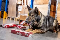 Nederlanders kiezen massaal voor illegale sigaretten: 217 miljoen stuks onderschept
