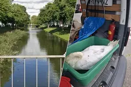 Gemeente onderzoekt vogelsterfte in singel langs Lange Hilleweg