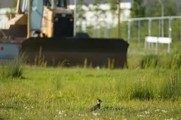COA begint per ongeluk al met bouw azc op terrein waar nog meer beschermde vogels zijn ontdekt