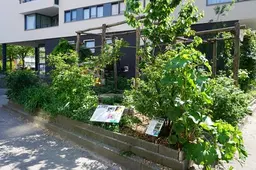 Huh? Deze tuin op Zuid staat vol eetbare planten