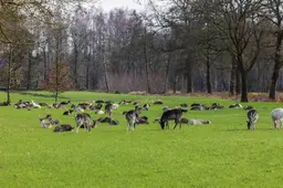 Omwonenden ‘dankzij’ falende provincie vier jaar lang oorgetuige van damhertenjacht | LC Commentaar