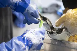 Schoonmaak olievogels begonnen bij Fûgelhelling in Ureterp