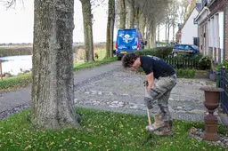 ‘Boomsnoeiman’ bevestigt: iepen van de gemeente veroorzaken schade aan woningen in Sloten