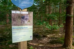 De wolf legt ons falende natuurbeleid bloot | opinie