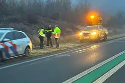 Wolf doodaangereden op N381 bij Appelscha