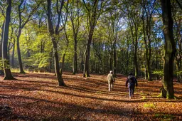 Zeer zachte woensdag met temperaturen tot wel 18 graden, ook daarna flink warmer dan normaal