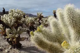 Je moet een bovenlip van eelt en een tong van plaatstaal hebben om met je volle verstand je tanden in een cactus te zetten | column Brian Kabbes