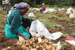 Kenianen krijgen een nieuwe aardappel dankzij revolutionaire techniek van HZPC uit Joure