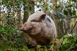 Nieuw thuis gevonden voor Knorrie en andere gedumpte dieren in bos bij Oudehorne: ‘Ging van een leien dakje’