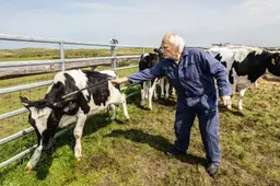 De melkprijs daalt sneller dan verwacht. ‘Boeren sille harren sparpot oansprekke moatte’