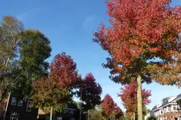 Geboortebomen, groene erven en een natuurbegraafplaats:  zo groeit het aantal bomen in Súdwest-Fryslân