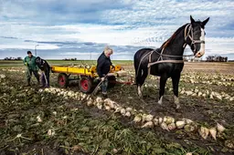 Jan (65) uit Blije haalt de bieten nog altijd met paard en wagen van het land. ‘Mei de trekker fernielst folle mear’