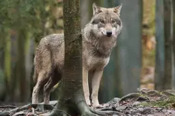 Fors meer wolvenaanvallen in eerste negen maanden dan jaar eerder