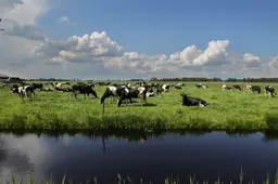 Steeds minder koeien mogen de wei in. Zo wil de zuivelsector die trend ombuigen