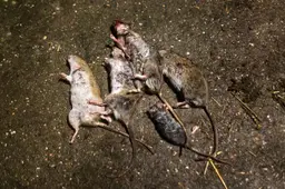 Rat verspreidt zich verder over Terschelling. ‘Ruim 800 ratten afgeschoten’