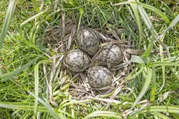 Oproep boerenbestuurders: provincie kom met hardere aanpak predatie weidevogels