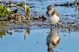Forse impuls voor agrarisch natuurbeheer in Friesland: bijna verdubbeling budget naar 23 miljoen euro