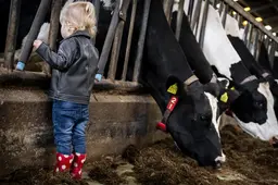 Melkveehouders verdienen meer in 2025, akkerbouwers juist minder