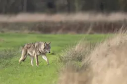 Twee wolven uit Drents-Friese Wold hebben nu eigen roedel in Drenthe