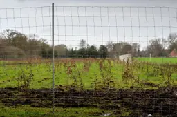 Kritiek BBB op omheiningen Fryske Gea tegen damherten Katlijk en Mildam: ‘Slecht nabuurschap’