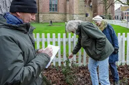 Het madeliefje is de ‘Bohemian Rhapsody’ onder de planten. Altijd op nummer 1
