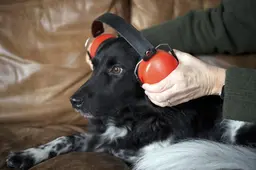 Gehoorbescherming, medicijnen, extra aandacht of speeltjes? Zo ga je met je huisdier om als buiten vuurwerk knalt