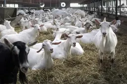 Friese GGD versoepelt advies over geitenhouderijen