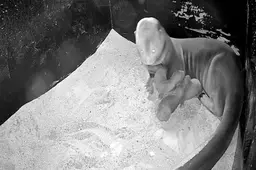 Drie reuzenotterjongen geboren in AquaZoo Leeuwarden. ‘Voor een Europese dierentuin is dit echt uitzonderlijk’