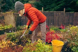 Wat betekent uitzonderlijk warm decemberweer voor je tuin? ‘Dit is het beste wat je nu kan doen’
