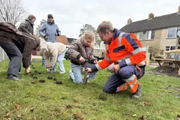 Bloembollen planten in Joure voor groenere buurt: ‘Misschien een pepernotenboom’