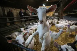 De dans om de geitenboer, hoe Friesland in tien jaar tijd de helft meer geiten kreeg | LC commentaar