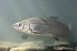Deze nieuwe vissoorten duiken op langs de Friese kust