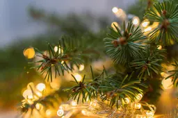 In de kerstboom leven wel 25.000 beestjes: ‘Ze worden wakker als de boom binnen staat’